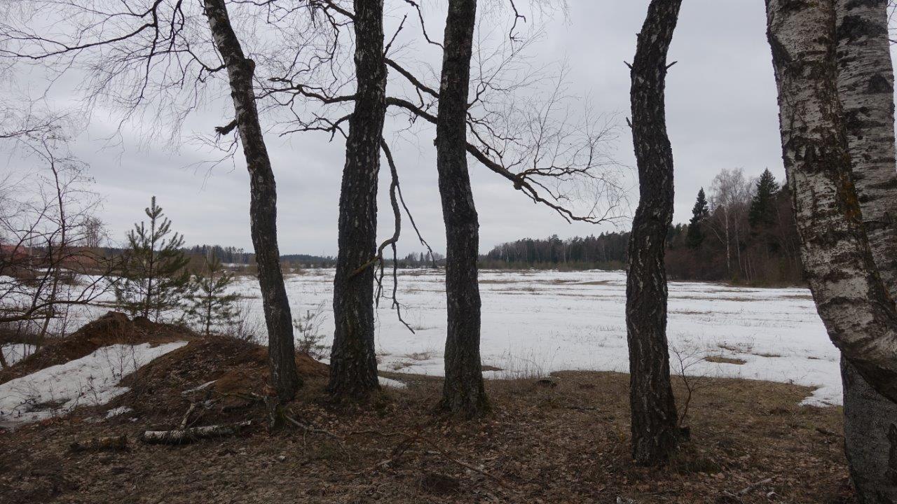 Поле и лес у села Шарапово