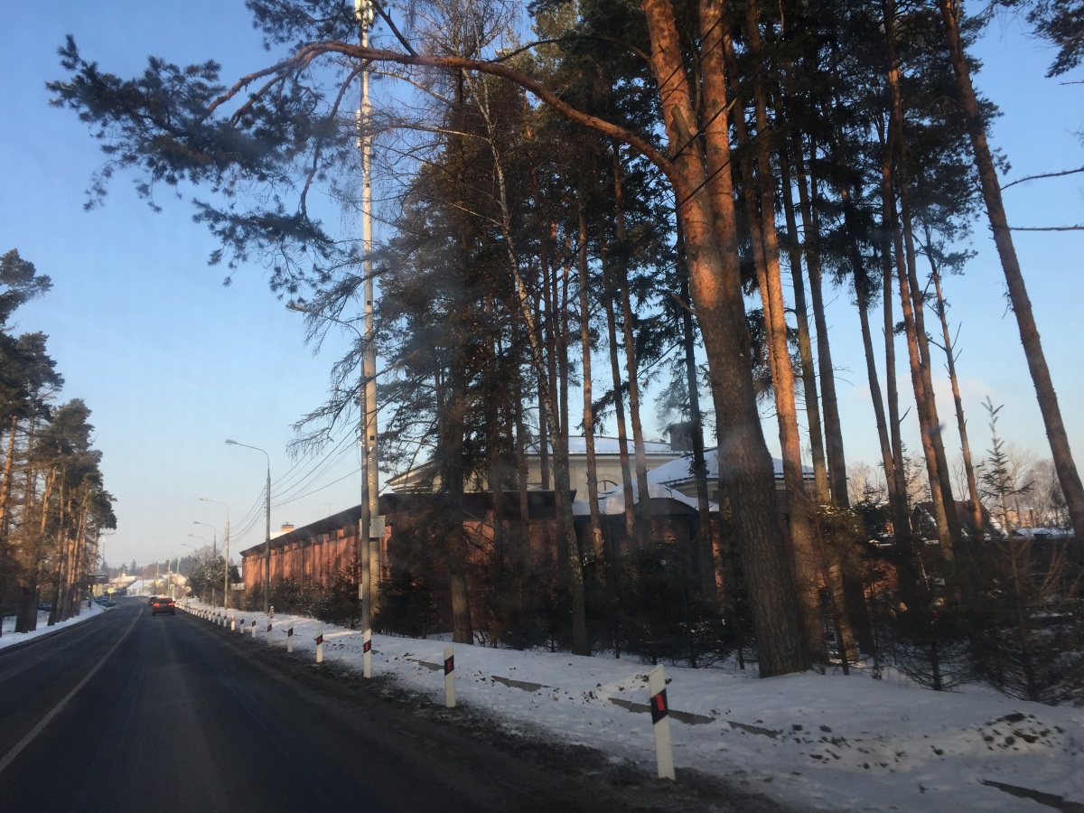 Сосновый бор у Подушкинского шоссе