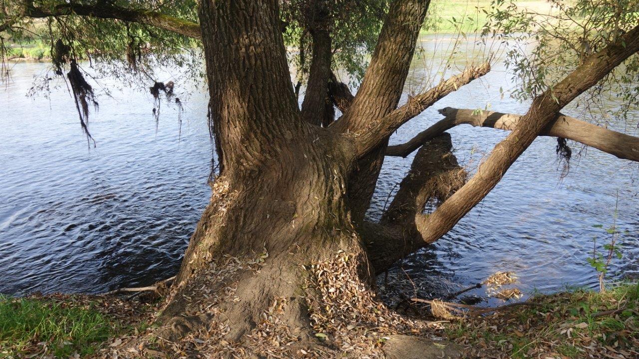 Вековая ива на берегу реки со стороны усадьбы