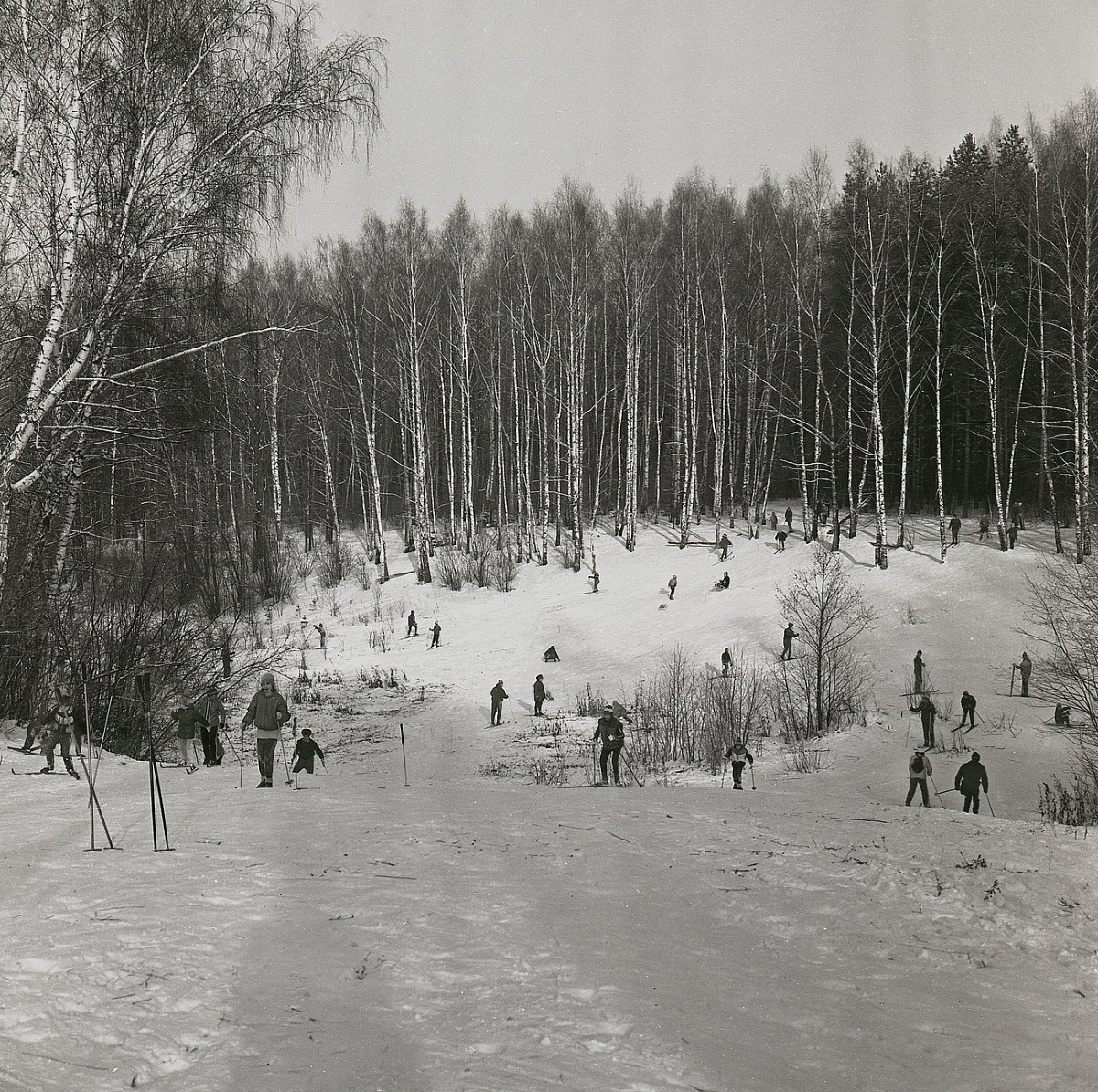 Лыжные прогулки в Подушкинском лесу давно популярны у одинцовцев и москвичей