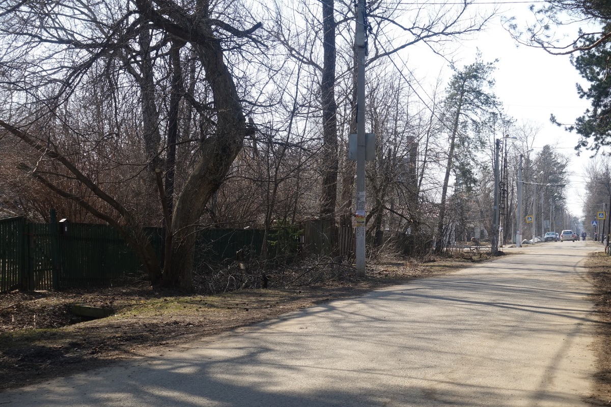 Старое изогнутое дерево у забора дома Тарковского в Голицыно